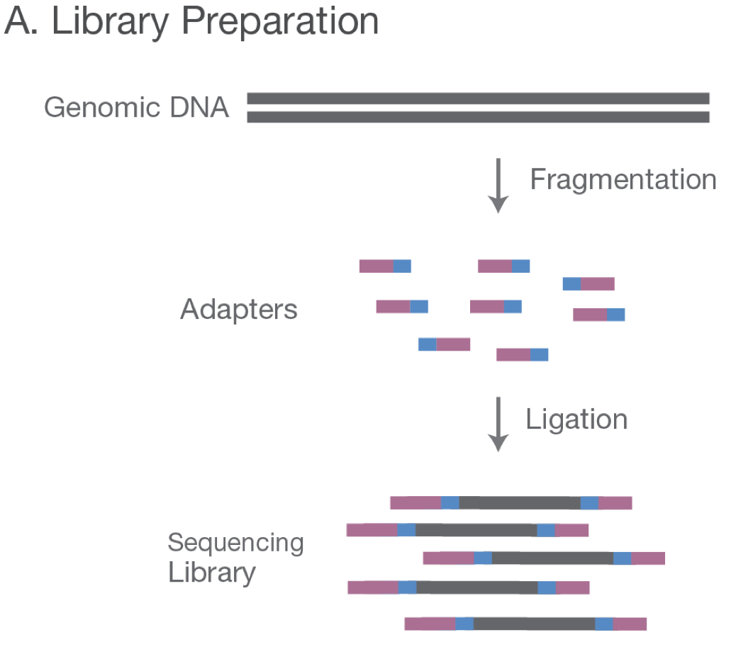 Фрагментация днк методы. Illumina секвенирование. Секвенирование next Generation. Секвенирование ДНК. DNA fragmentation.